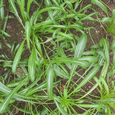 Japonský salát Mibuna - Brassica rapa - semena - 40 ks