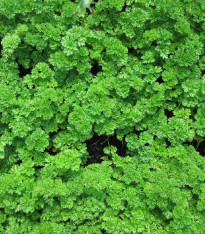 Petržel zahradní naťová Kudrnka - Petroselinum crispum convar. vulgare - semena - 700 ks