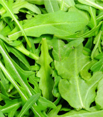 Roketa setá Viktoria - Eruca vesicaria - semena - 300 ks