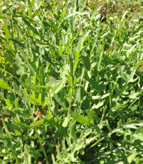 Divoká roketa Sorrento - Diplotaxis tenuiflora - semena - 300 ks