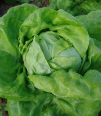 Salát Safír - Lactuca sativa - semena - 400 ks