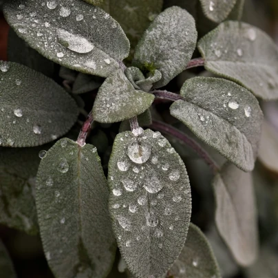 Šalvěj bílá - Salvia apiana - semena - 10 ks