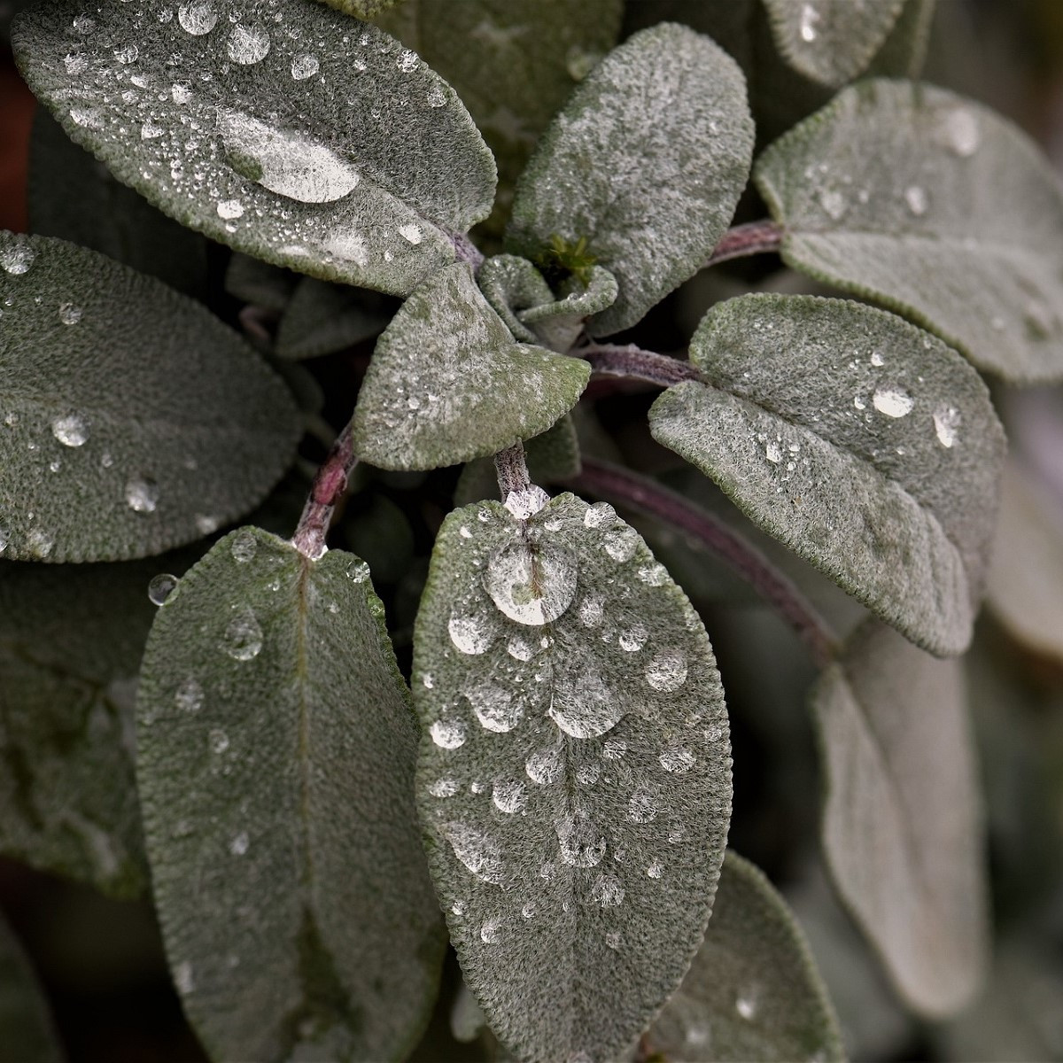 Šalvěj bílá - Salvia apiana - semena - 10 ks