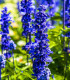 Šalvěj Victoria Blue - Salvia farinacea - semena - 20 ks
