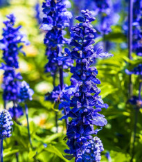 Šalvěj Victoria Blue - Salvia farinacea - semena - 20 ks