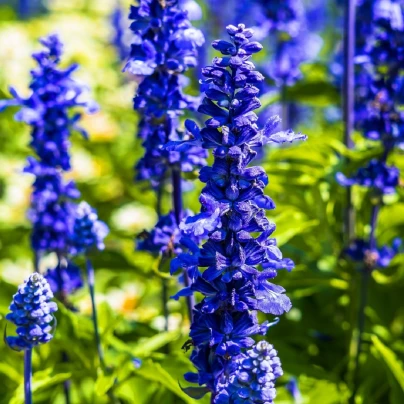 Šalvěj Victoria Blue - Salvia farinacea - semena - 20 ks