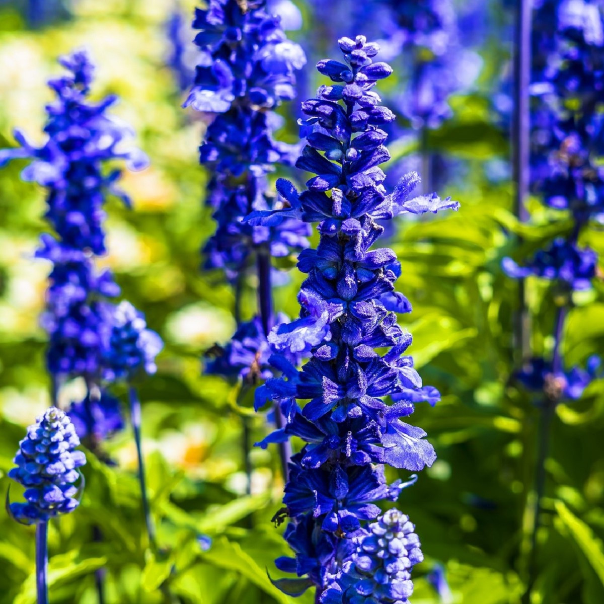 Šalvěj Victoria Blue - Salvia farinacea - semena - 20 ks