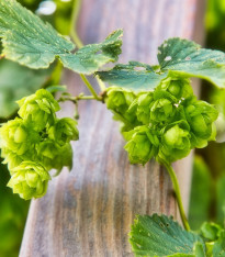 Chmel otáčivý - Humulus lupulus - semena - 8 ks