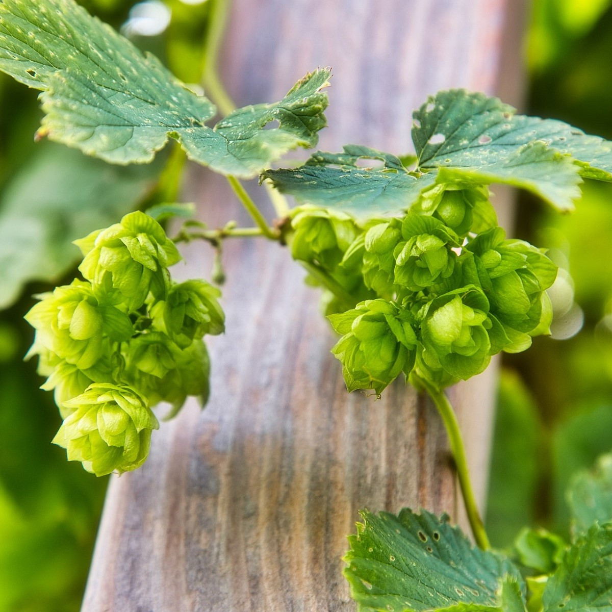 Chmel otáčivý - Humulus lupulus - semena - 20 ks