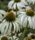 Třapatkovka nachová Primadonna White - Echinacea purpurea - semena - 15 ks