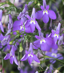 Lobelka nadmutá - Lobelia inflata - semena - 25 ks