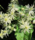 Plamének plotní - Clematis vitalba - semena - 12 ks