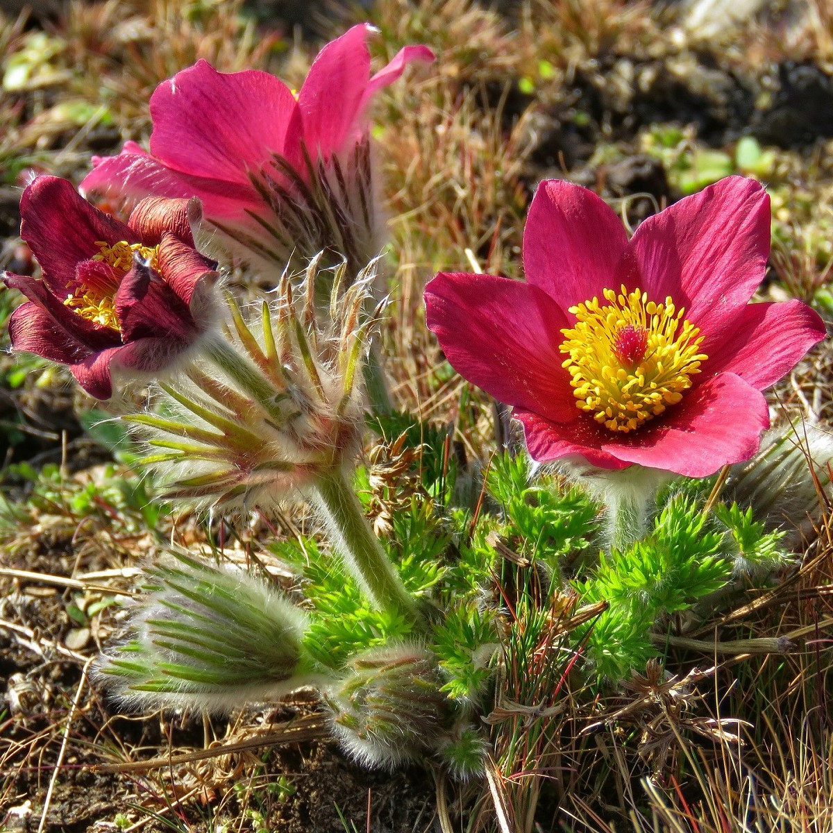Koniklec obecný Rote Glocke - Pulsatilla vulgaris - semena - 10 ks