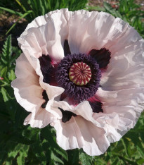 Mák východní Miss Piggy - Papaver orientale - prostokořenné sazenice máků - 1 ks