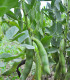 Bob Hangdown - Vicia faba - semena - 12 ks
