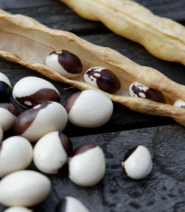 Fazole obecná keříčková Dalmatin - Phaseolus vulgaris - semena - 15 ks