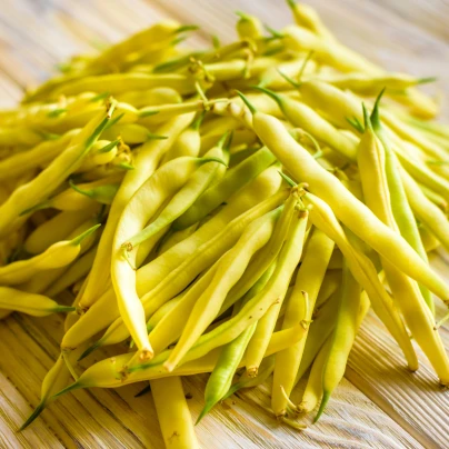 Fazol keříčková Golden Teepee - Phaseolus vulgaris - semena - 20 ks