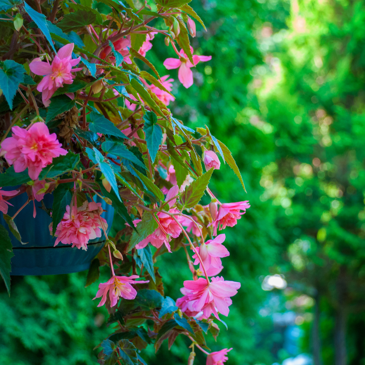 Begonie Cascade růžová - Begonia cascade - cibuloviny - 2 ks