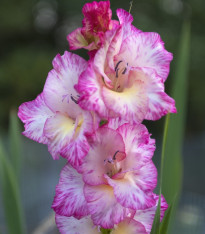 Mečík My Love - Gladiolus - cibuloviny - 3 ks
