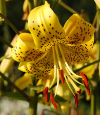 Lilie zlatohlavá Guinea Gold - Lilium - cibuloviny - 1 ks