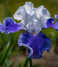 Kosatec německý Arpege - Iris germanica - hlízy - 1 ks
