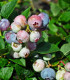 Borůvka americká modrá - Vaccinium corymbosum - prostokořenné sazenice - 1 ks