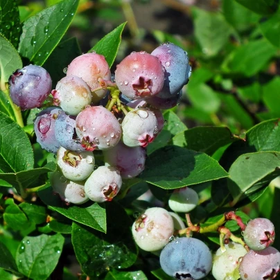 Borůvka americká modrá - Vaccinium corymbosum - prostokořenné sazenice - 1 ks