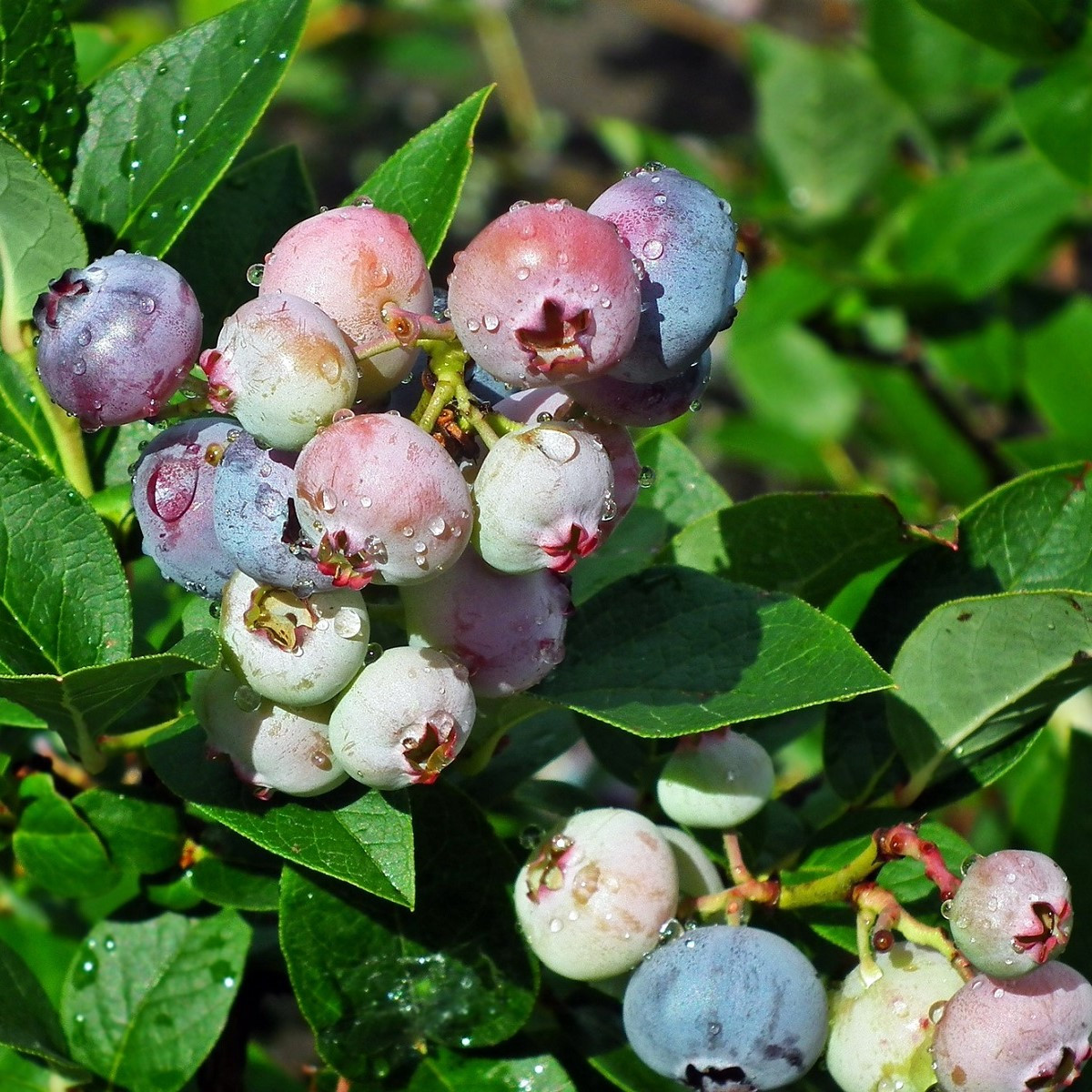 Borůvka americká modrá - Vaccinium corymbosum - prostokořenné sazenice - 1 ks