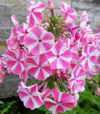 Plaménka Peppermint Twist - Phlox - prostokořenné sazenice plemének - 1 ks