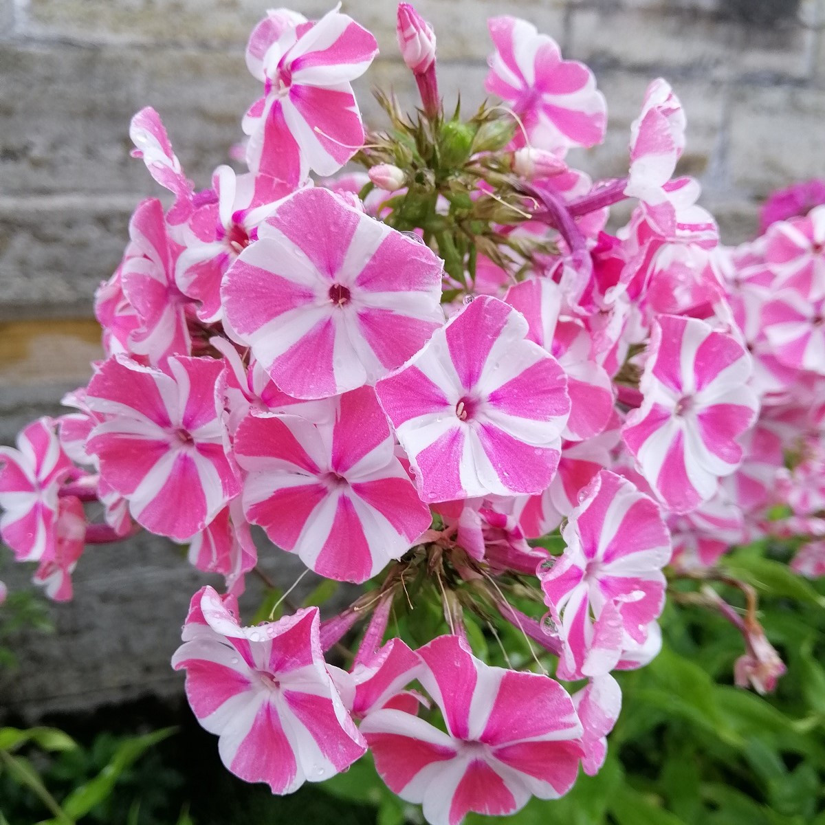 Plaménka Peppermint Twist - Phlox - prostokořenné sazenice plemének - 1 ks