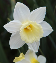 Narcis Pueblo - Narcissus - cibuloviny - 3 ks
