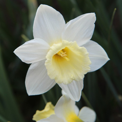 Narcis Pueblo – Narcissus – cibulky narcisu
