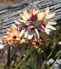 Duhovice směs - Ixias - cibuloviny - 3 ks