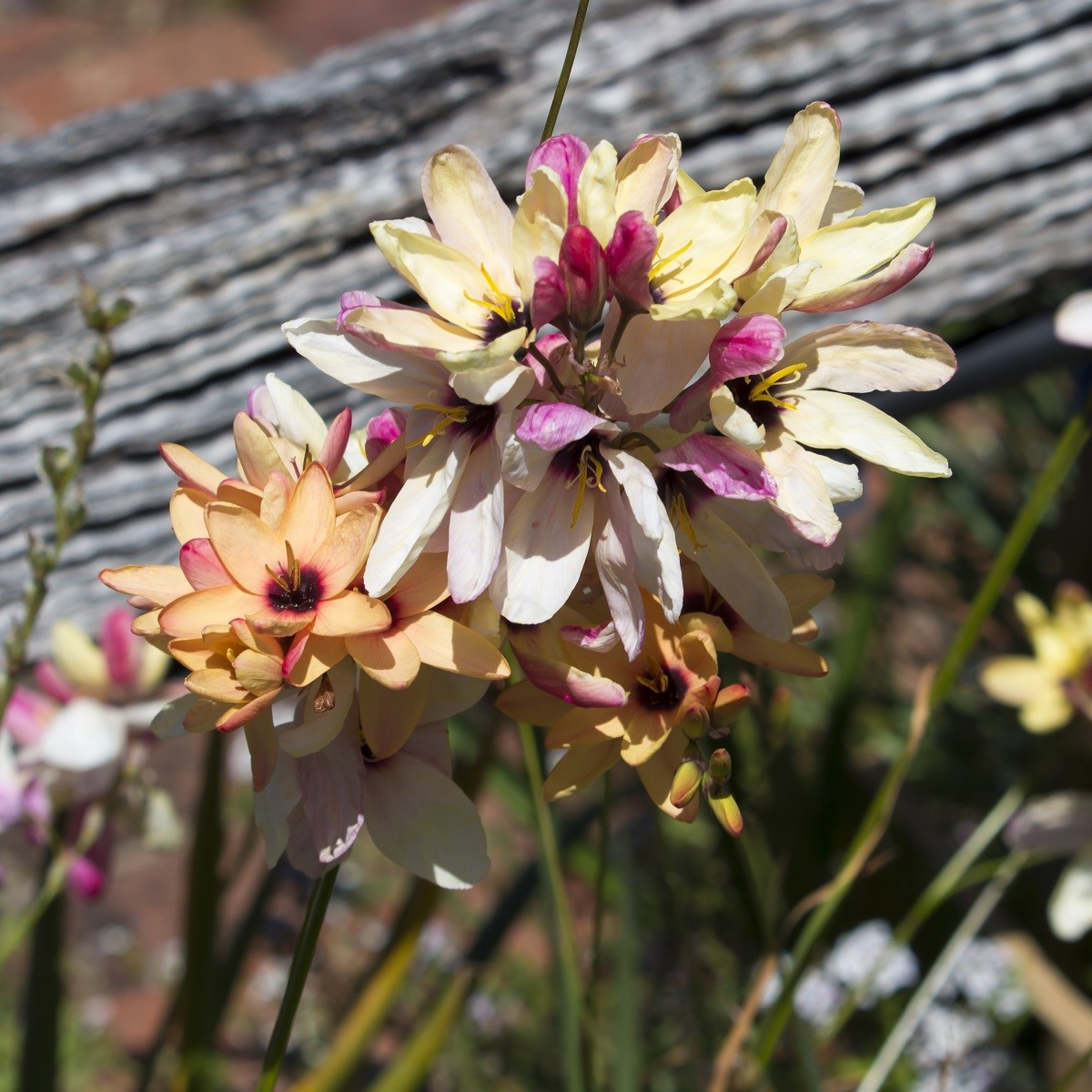 Duhovice směs - Ixias - cibuloviny - 3 ks