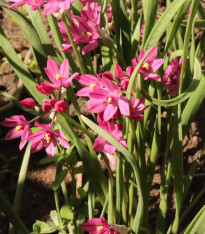 Česnek vysokohorský - Allium oreophillum - cibuloviny - 3 ks