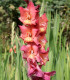 Mečík Indian Summer - Gladiolus - cibuloviny - 3 ks