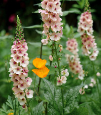 Divizna brunátná směs barev - Verbascum phoeniceum - semena - 300 ks