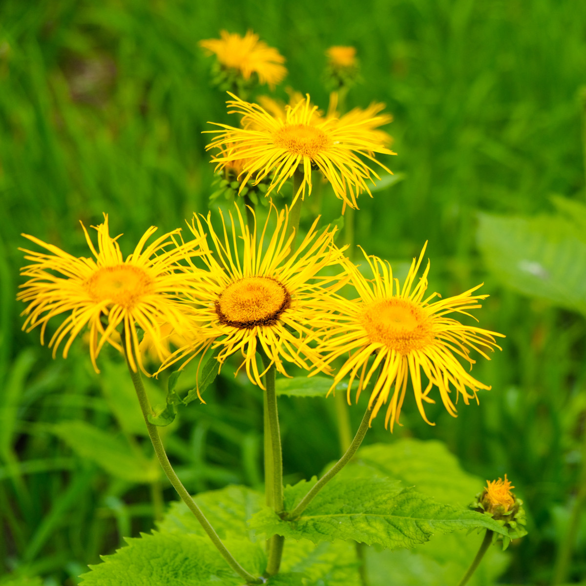 Oman pravý - Inula helenium - semena - 20 ks