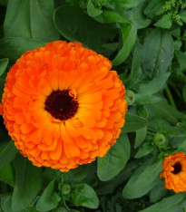 Měsíček lékařský Neon - Calendula officinalis - semena - 40 ks
