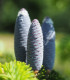 Jedle Pindrow - Abies Pindrow - semena - 15 ks