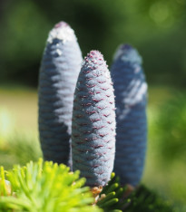 Jedle Pindrow - Abies Pindrow - semena - 8 ks