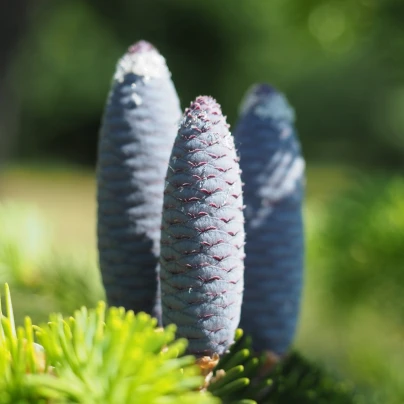 Jedle Pindrow - Abies Pindrow - semena - 15 ks