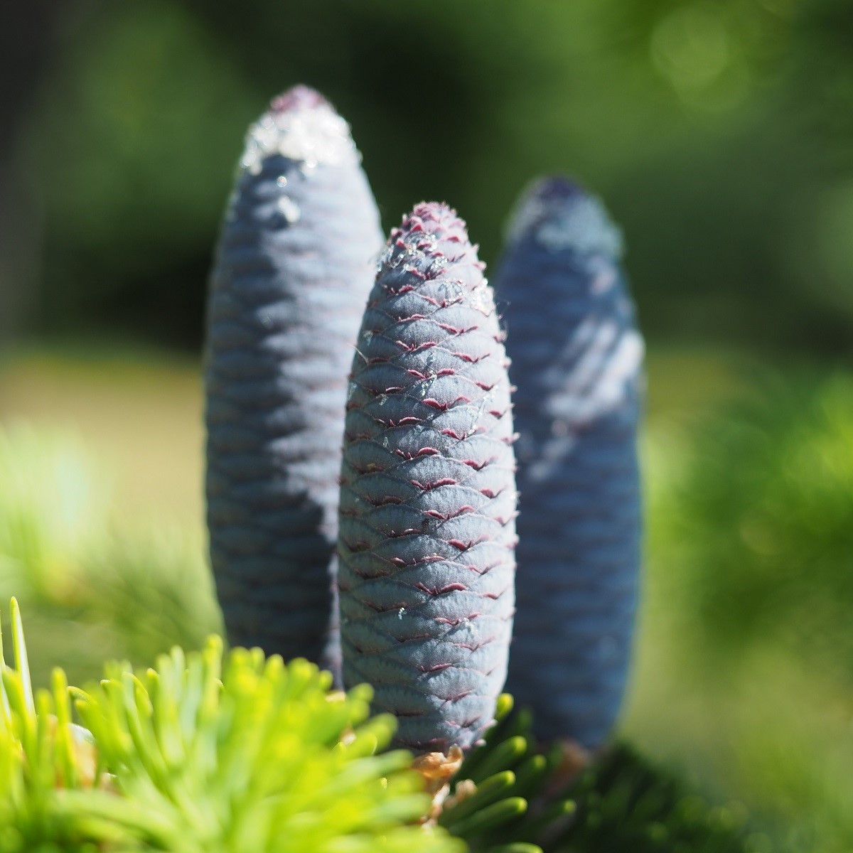 Jedle Pindrow - Abies Pindrow - semena - 15 ks