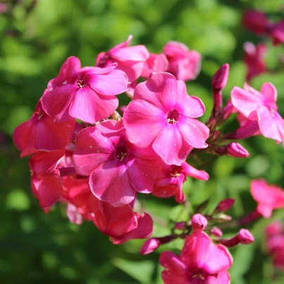 Plaménka červená - Phlox - prostokořenné sazenice - 1 ks