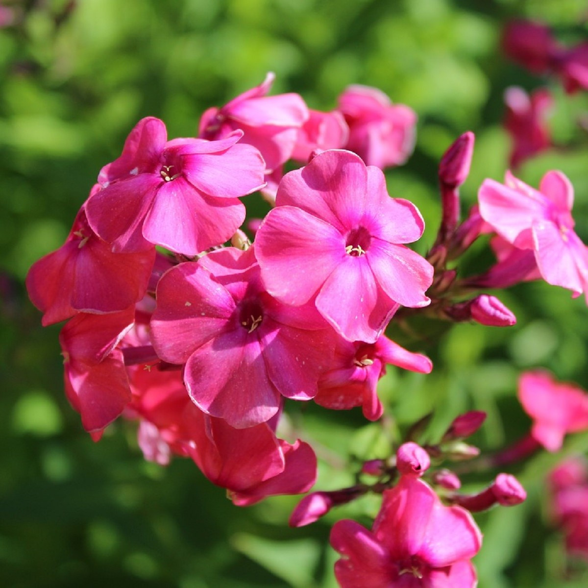 Plaménka červená - Phlox - prostokořenné sazenice - 1 ks