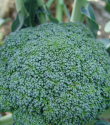 Brokolice Limba - Brassica oleracea L. - semena - 250 ks