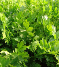 Celer listový jemný - Apium graveolens - semena - 0,5 g