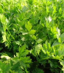 Semena celeru – Celer listový jemný – Apium graveolens