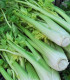 Celer řapíkatý Malachit - Apium graveolens - semena - 0,7 g