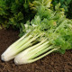 Celer Nuget řapíkatý - semena celeru - 0,4 g